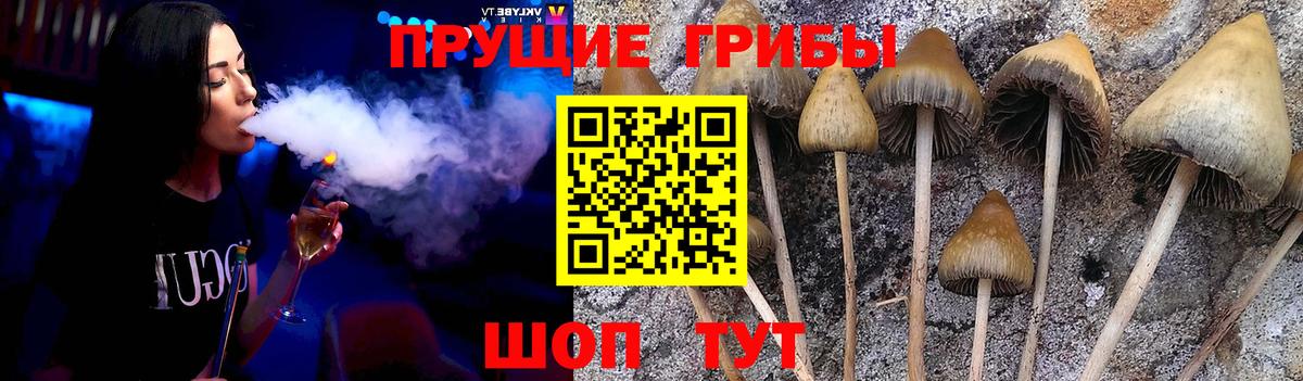 где можно купить наркотик  Вход с VPN  Псилоцибиновые грибы ЛСД  Гай  Псилоцибиновые грибы Psilocybine cubensis 